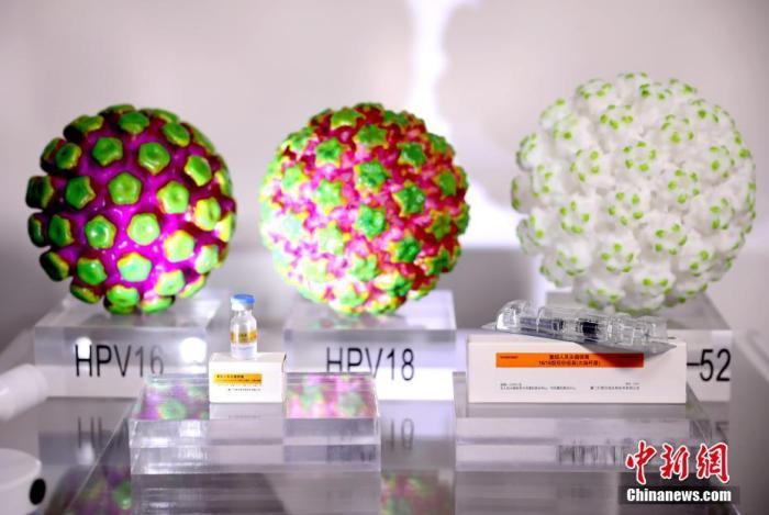 资料图:HPV病毒模型 王东明 摄