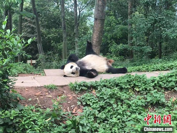 大熊猫躺在地上休息。中国大熊猫保护研究中心供图