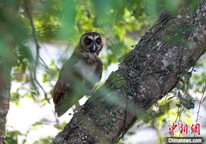 9月5日，精心治疗后的褐林鸮重返大自然。　魏永青 摄