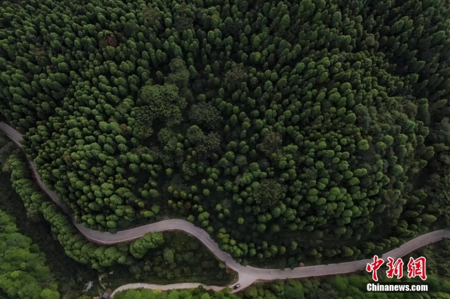 走进南岭国家公园（拟建）天井山区域：森林覆盖率达97.6%