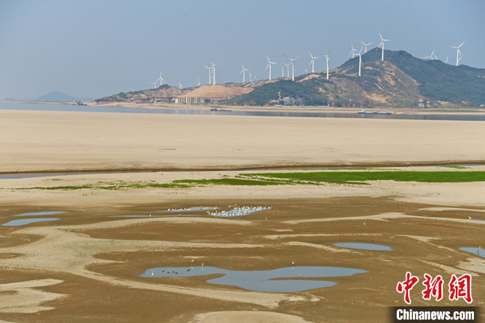 图为9月6日，江西省鄱阳湖湖区，白鹭等鸟类在浅滩中栖息觅食。 <a target='_blank' href='/'>中新社</a>记者 刘占昆 摄