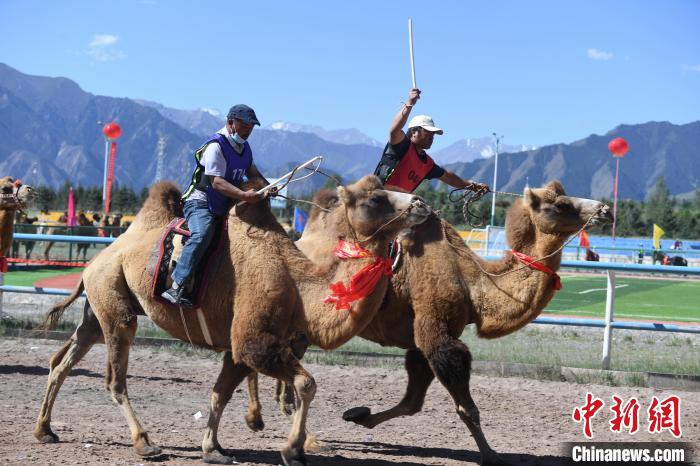 在索朗格国际赛马场，比赛如火如荼，骆驼骑手奋勇争先。　杨艳敏 摄