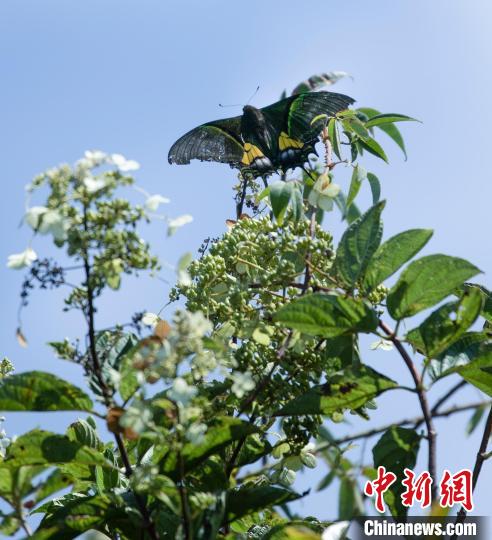 福建建瓯发现国家一级保护动物金斑喙凤蝶