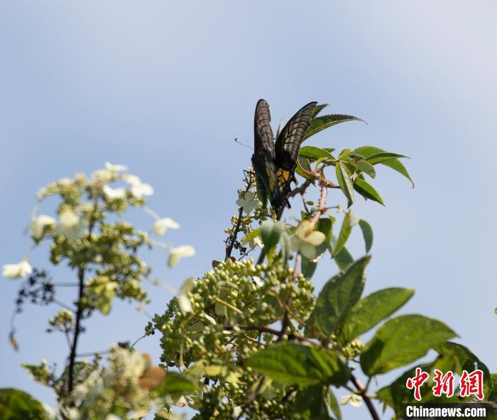9月2日摄，金斑喙凤蝶，是中国唯一的蝶类国家一级保护动物，为世界珍贵蝶种。