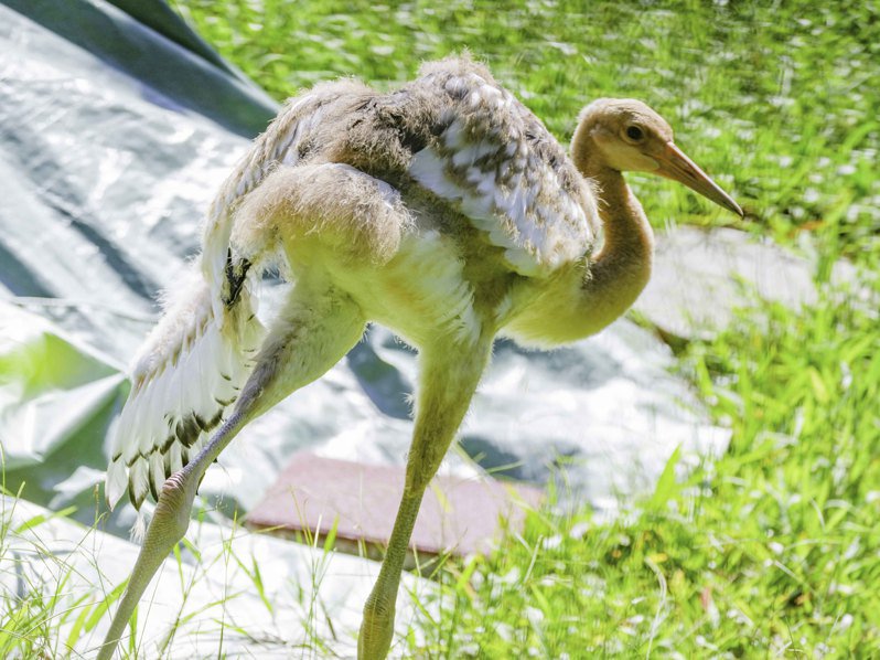 台北植物园丹顶鹤宝宝将命名“哩鹤”。将命 图片源头：台北市立植物园