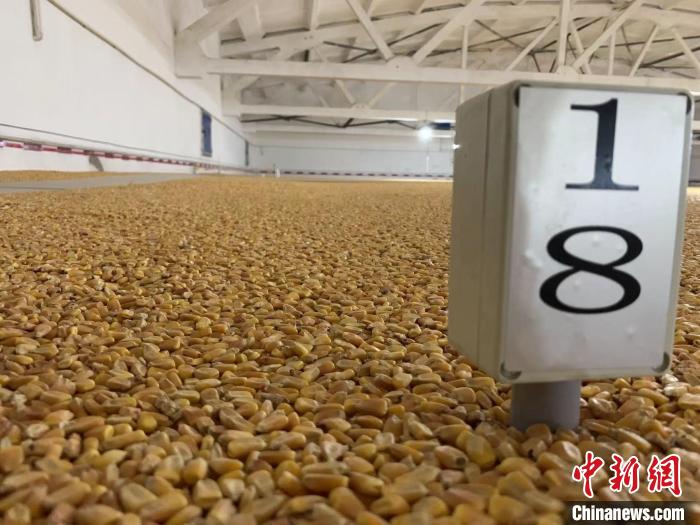 数千吨的小麦、玉米彷佛一块块被“切平”的巨型蛋糕“镶嵌”在地面上。　王惠琳 摄
