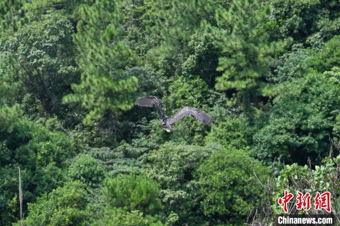 两个月前受伤被救的国家一级保护动物海南鳽等，16日成功放归野外，重回大自然。　陈骥旻 摄