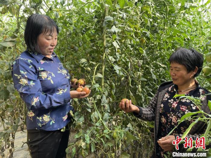 图为在定西市符川春香农副农资合作社大棚里，定西市第五届人大代表党春香(左)和社员交流蔬果种植情况。　崔琳 摄