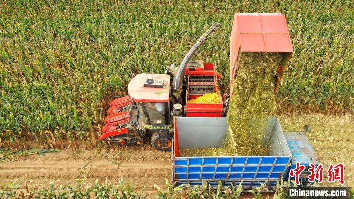 河北阜城5万亩玉米免费收割秸秆回收助农节省500余万元
