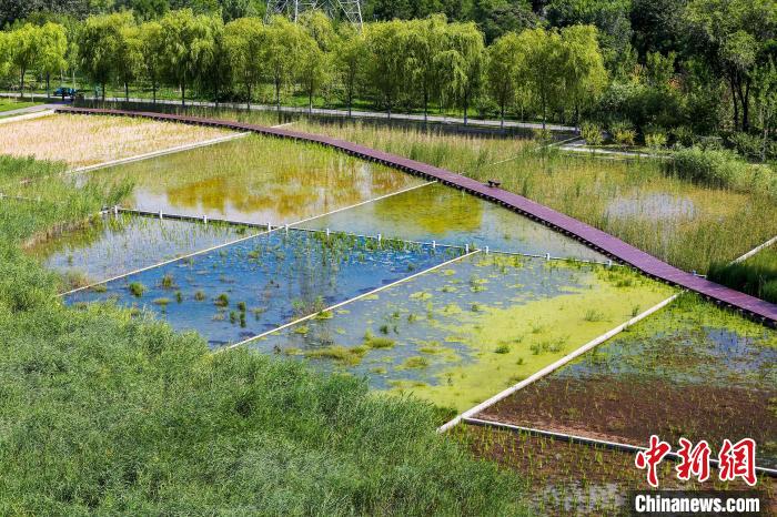 北京将加大湿地保护修复力度保护鸟类重要栖息地