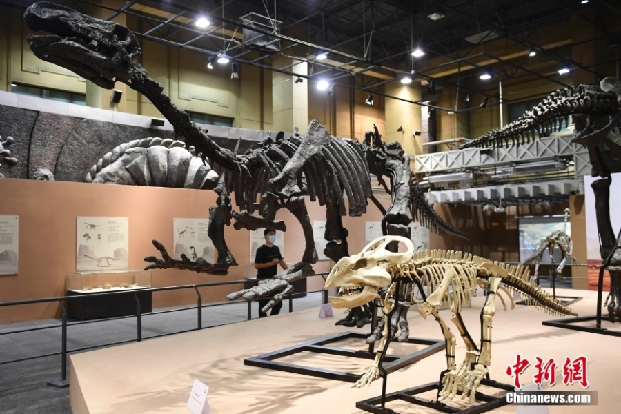 “龍行戈壁——內蒙古白堊紀恐龍展”在北京自然博物館開展
