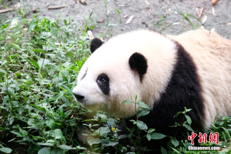 成都大熊猫繁育研究基地恢复开园 “滚滚”如期赴约