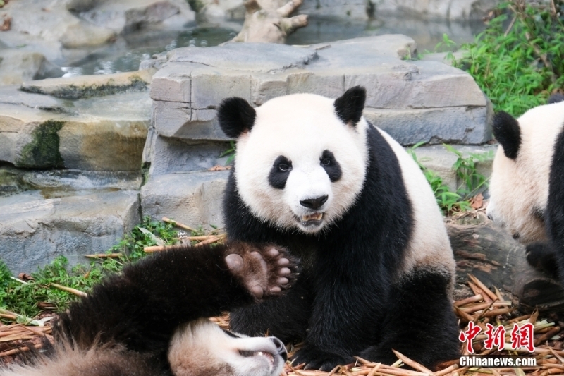 成都大熊貓繁育研究基地恢復開園 “滾滾”如期赴約