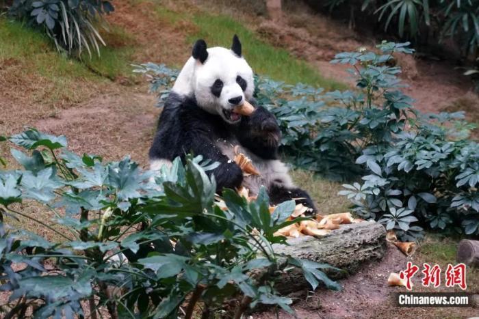资料图：大熊猫安安在海洋公园生活了23年。张炜 摄