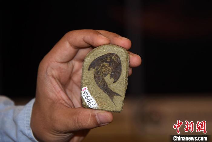 科研人员展示本次研究的一件古鱼化石标本。　<a target='_blank' href='/'>中新社</a>记者 孙自法 摄