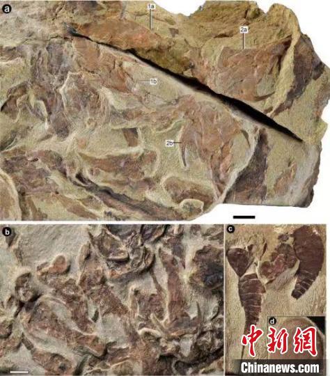 图为“重庆特异埋藏化石库”的化石。　重庆市规划和自然资源局供图