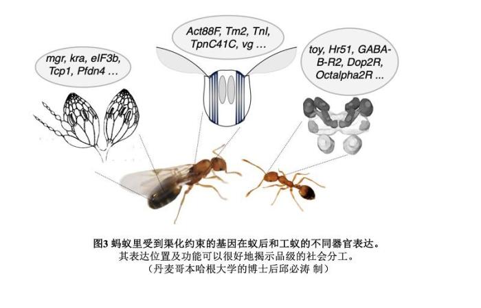 图为蚂蚁里受到渠化约束的基因在蚁后和工蚁的不同器官表达。　中科院昆明动物研究所供图