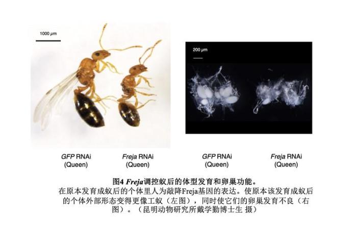 图为Freja调控蚁后的体型发育和卵巢功能。　中科院昆明动物研究所供图