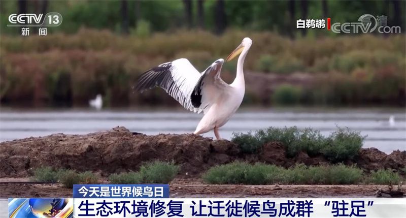 我国生态情景不断改善 十年来多种留鸟呵护奏成果