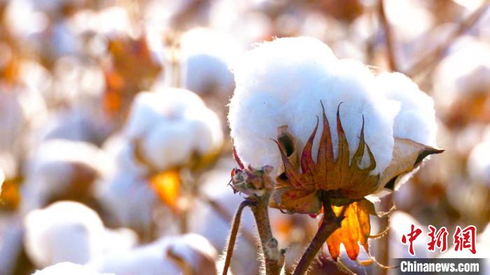 新疆棉花进入大规模采收期机械化采收率预计达八成