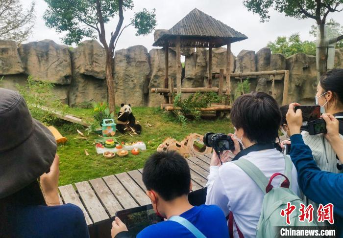 大熊猫在上海野生动物园过生日。　倪丽　摄