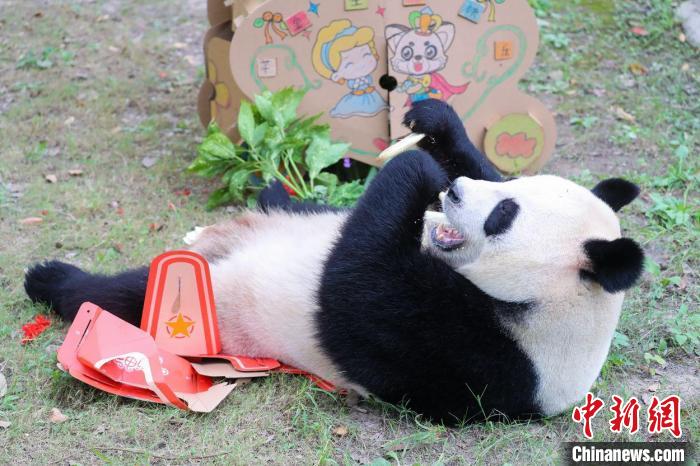 大熊猫开心地吃着生日餐。　倪丽 摄