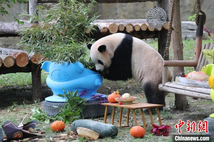 大熊猫在玩具边吃竹子。　倪丽 摄