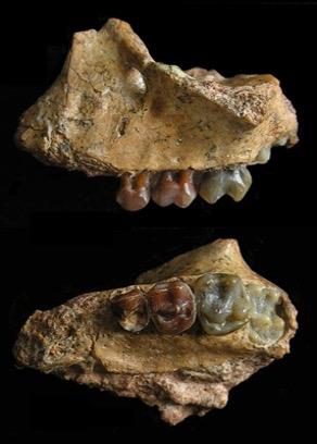 云南元谋发现当初最先的长臂猿祖先化石