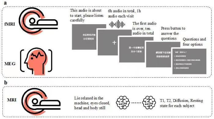 中科院团队发布国际最大规模汉语同步多模态神经影像数据集