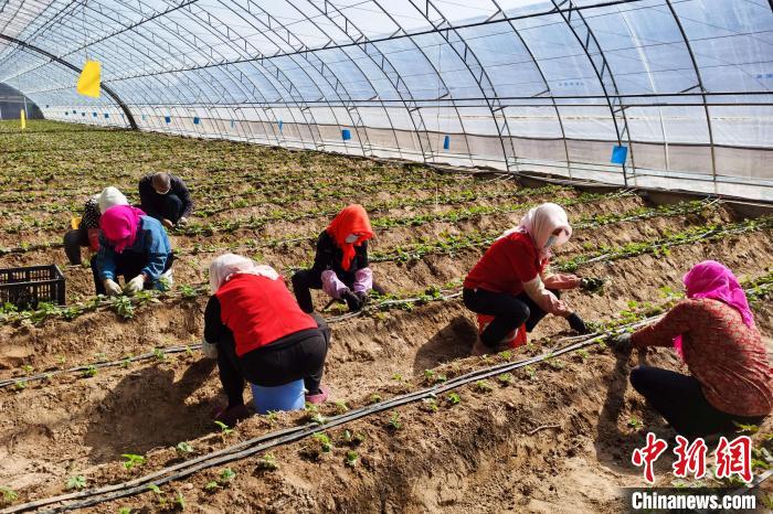 村民在温棚内的草莓地里进行劳作。　灵武市融媒体中心供图