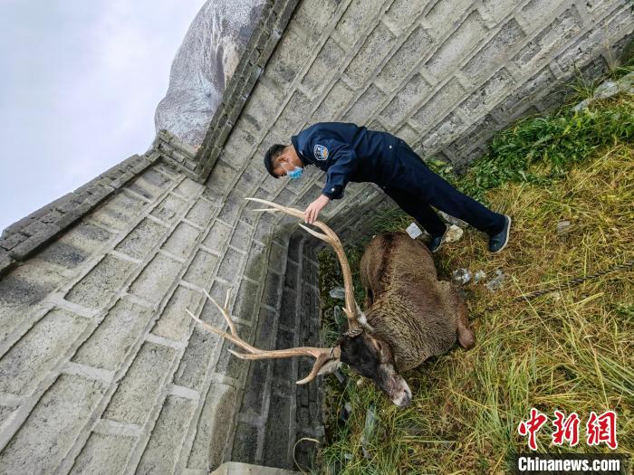 图为民警查看白唇鹿伤势。　称多县公安局森林警察大队供图