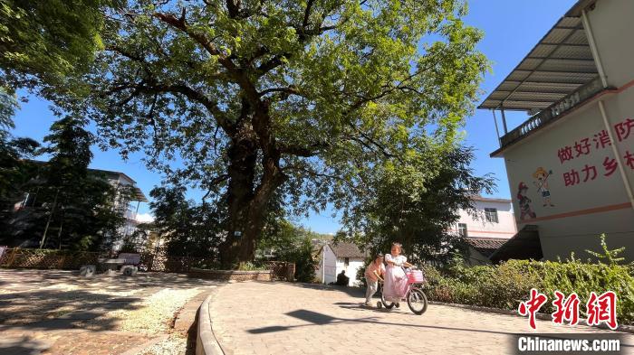 800多年的南酸枣古树承载着一代代村民的乡愁记忆。　蒋林林 摄