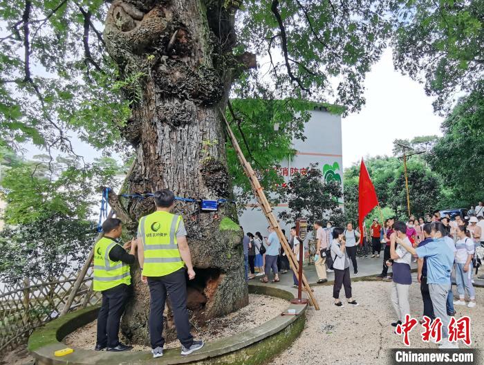 名木古树保护专业技术团队对毛竹山村南酸枣树进行“全面体检”。　蒋林林 摄