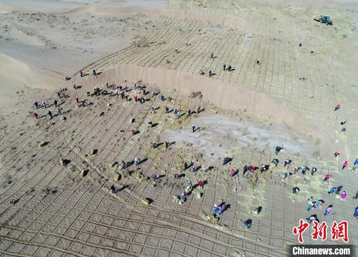 2018年3月，甘肃张掖市临泽县民众在该县境内的荒漠区压设麦草沙障。　张渊 摄