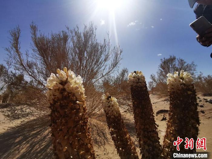 2020年5月16日，甘肃酒泉市金塔县境内沙漠里，梭梭林下的肉苁蓉花开。　殷春永 　摄