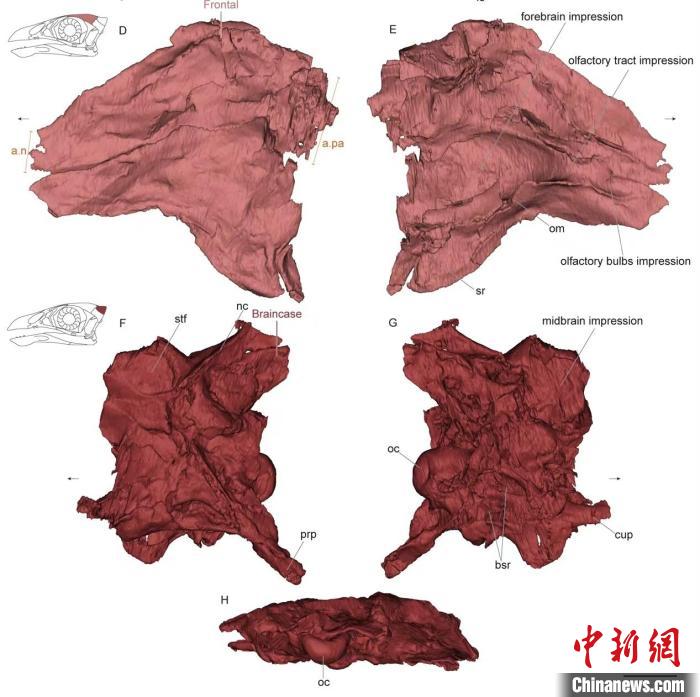 热河鸟STM3-8化石标本的脑颅部分三维模型截图。　胡晗 供图