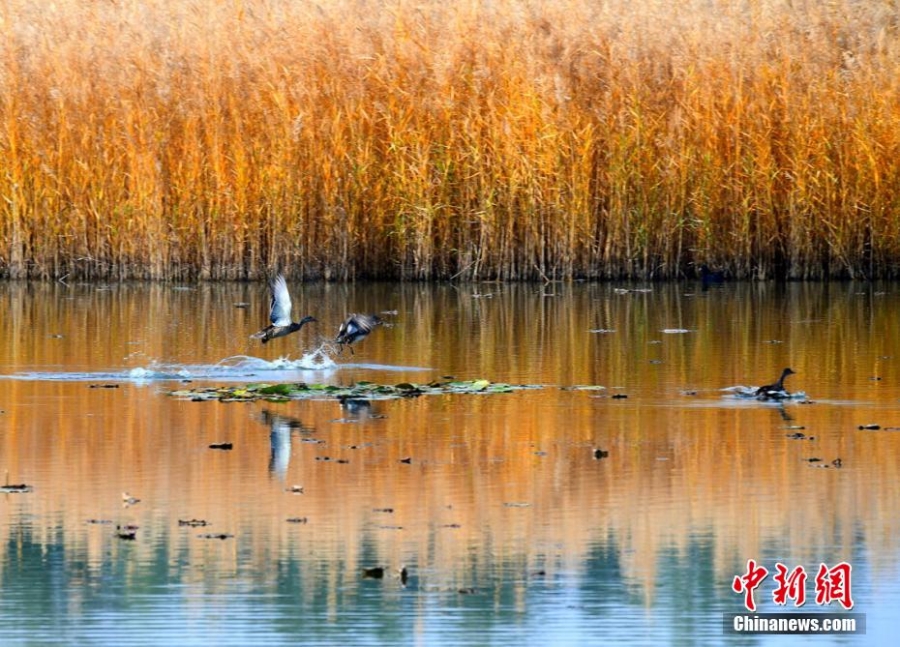 宁夏平罗：秋日湿地候鸟栖