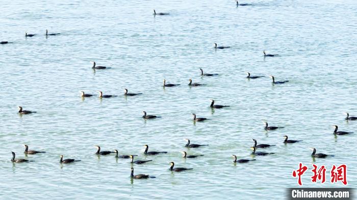连日来，新疆尉犁县罗布淖尔国家湿地公园候鸟成群。