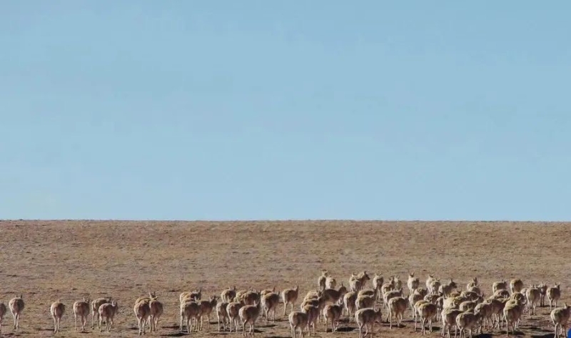2022年5月5日，首批待产雌性藏羚羊踏上迁徙之旅。（图源：央视新闻）
