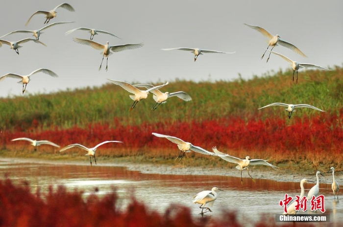 资料图：黄河三角洲国家级自然保护区，白鹭成群嬉戏。 孙劲松 摄