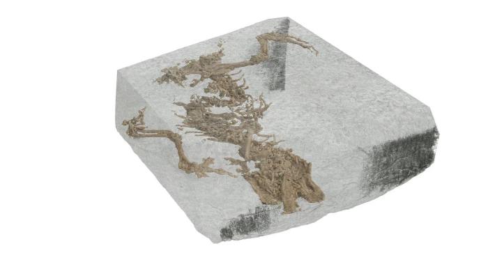 Bellairsia gracilis化石微CT扫描数据形成的数字照片。　Matthew Humpage　摄