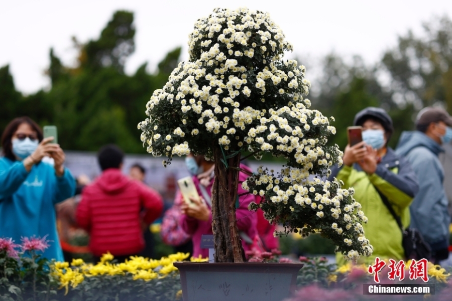 北京市第四十三届菊花展在北海公园开幕