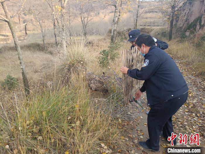 图为民警正在对国家二级保护野生动物长耳鸮进行放飞。　互助公安供图