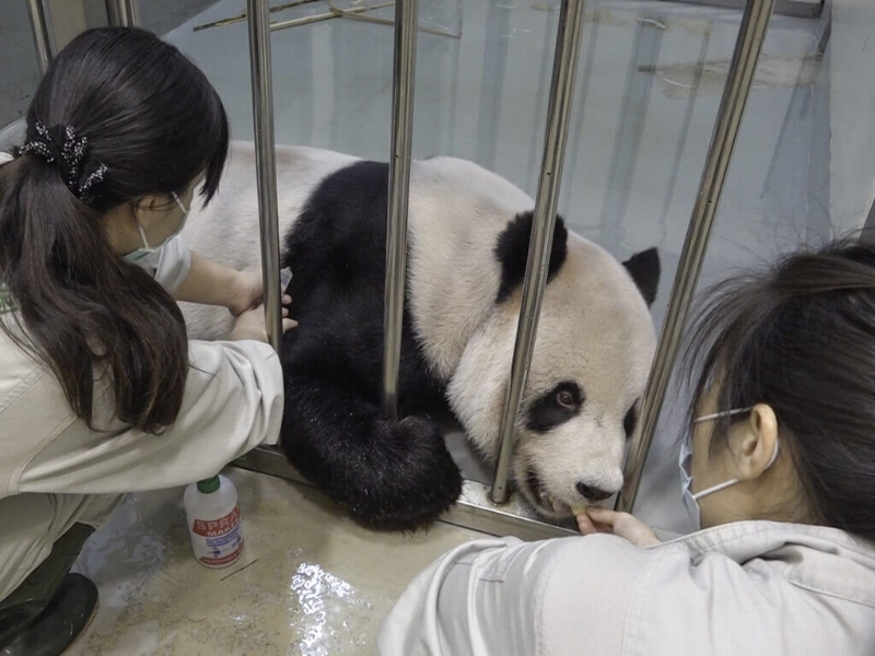 大熊猫“团团”病情加重，台陆委会27日表示，已经收到台北市动物园方来函申请大陆专家来台。图为兽医师帮“团团”打针。 图片来源：台北市动物园.jpg