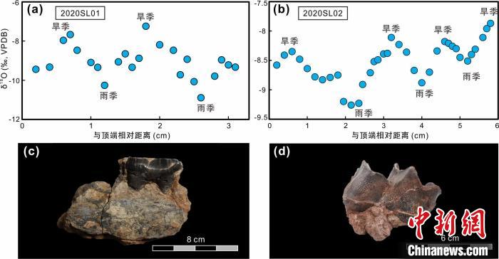 本次研究中的犀牛牙齿化石及氧同位素特征。　中科院青藏高原所 供图