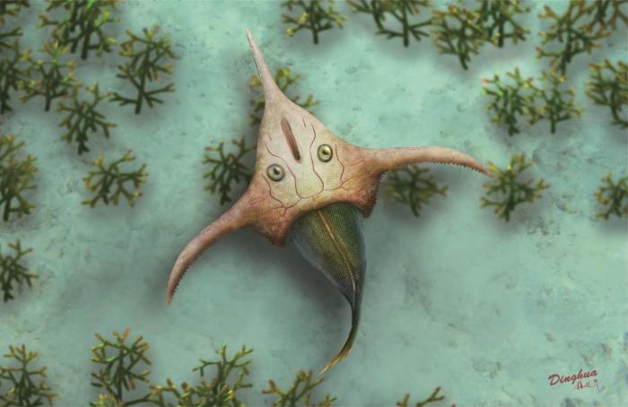 中科院团队30年接力研究完整呈现4.1亿年前玉海翼角鱼全貌