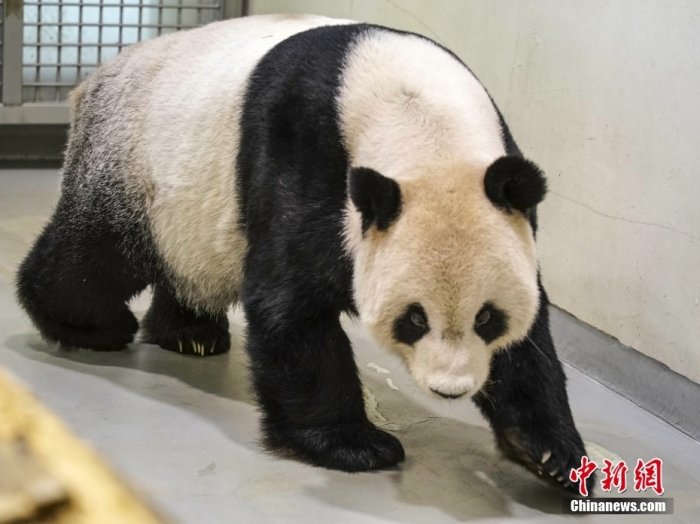 2022年11月2日，大熊猫团团在台北市立动物园内散步。图片来源：视觉中国