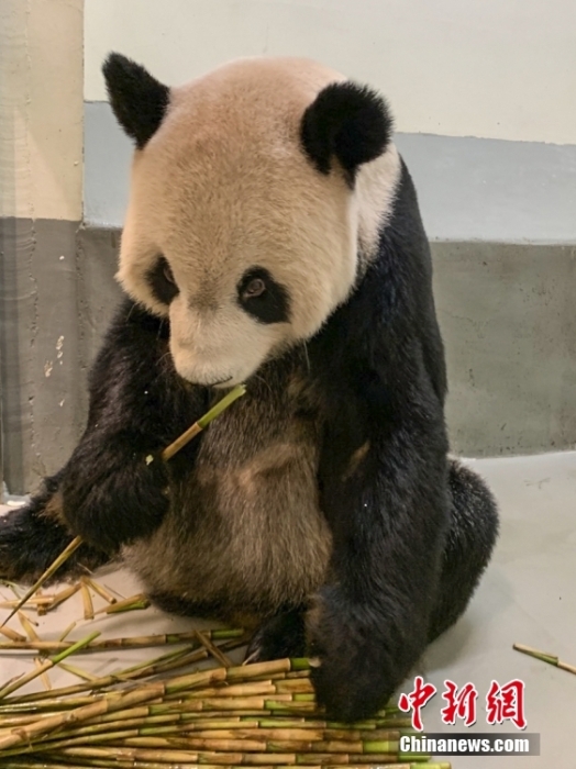 2022年11月2日，大熊猫团团在台北市立动物园内吃竹笋。图片来源：视觉中国