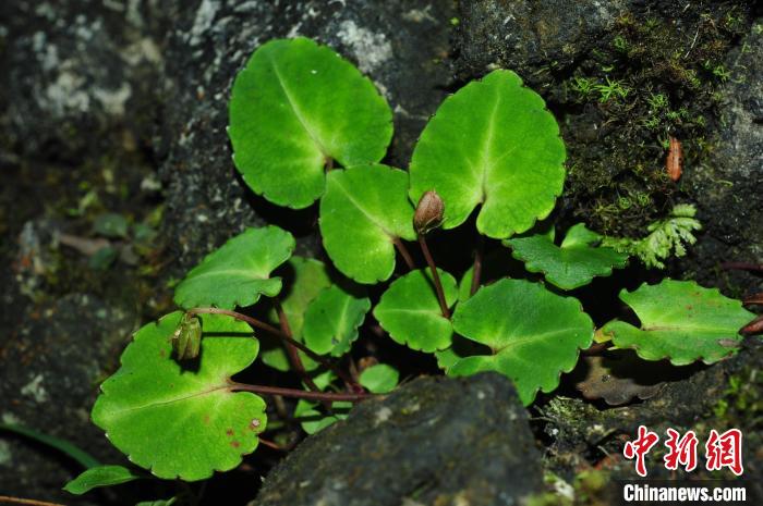 贵州发现植物新种“世纬堇菜”被初步评估为极危状态