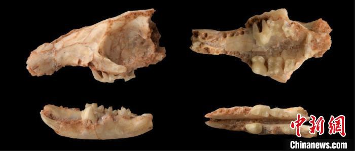 中国发现约2000万年前猬亚科新属种化石牙齿特别食性特殊